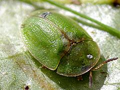 Thistle Tortoise Beetle